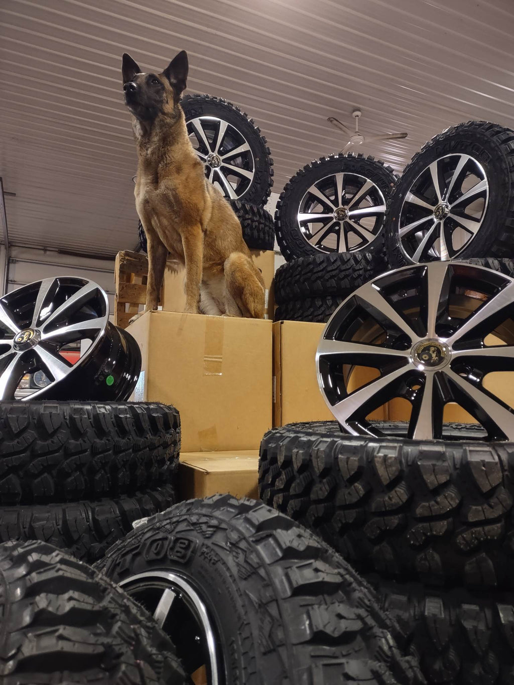 Scout Wheel/Tire Package image 4
